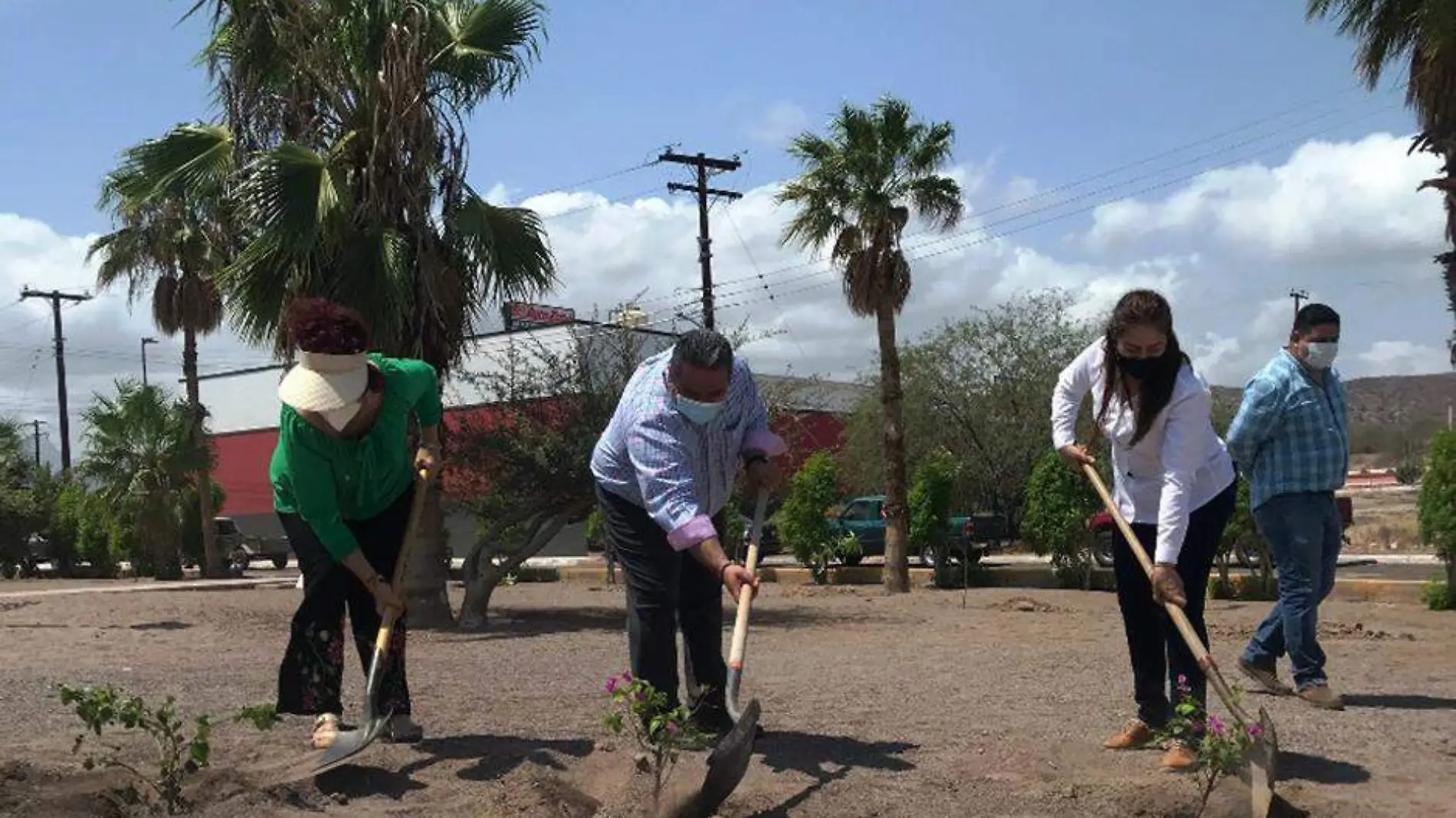 Reforestacion loreto arbol